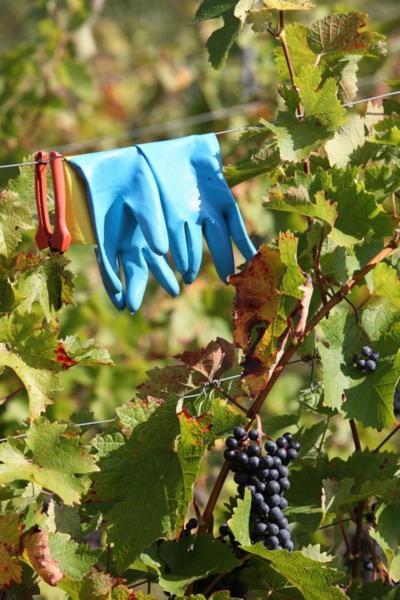 Weingut Matthias Dostert / Culinarium Nittel Exterior foto